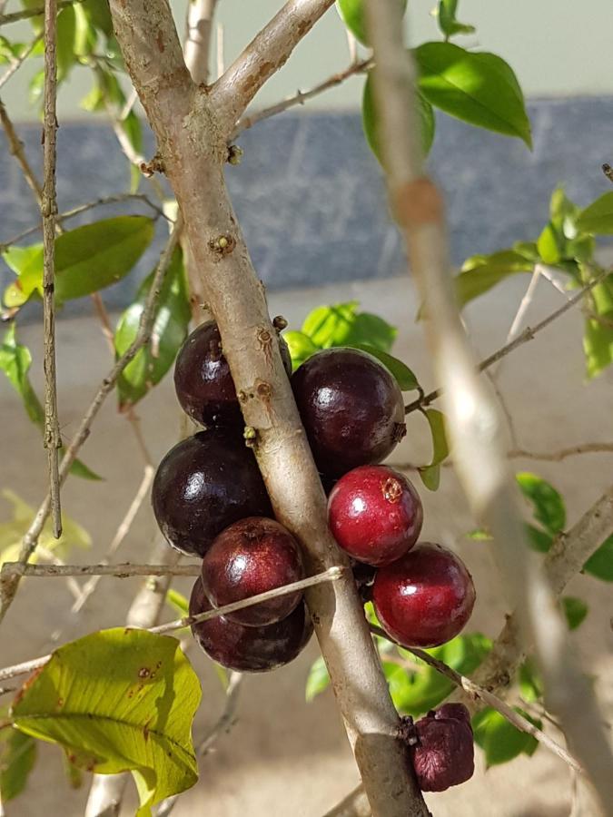 הוילה Gonçalves Aromas Da Terra מראה חיצוני תמונה